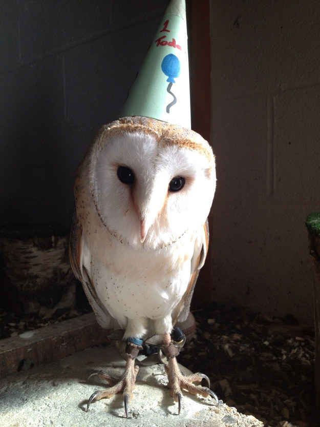Birthday Owl 2