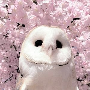 Silly Owl 3
