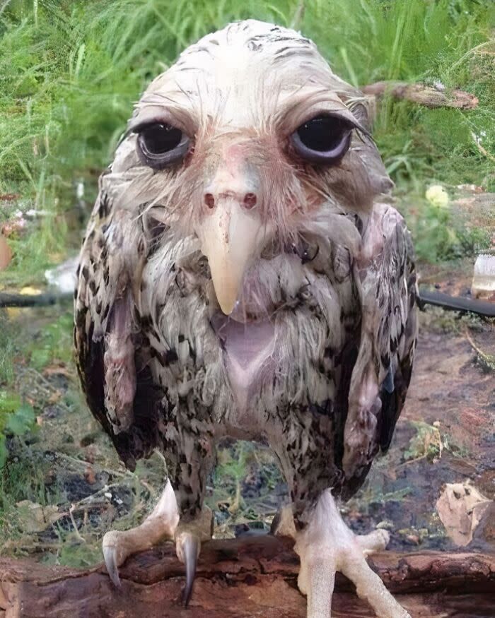 Silly Owl 5