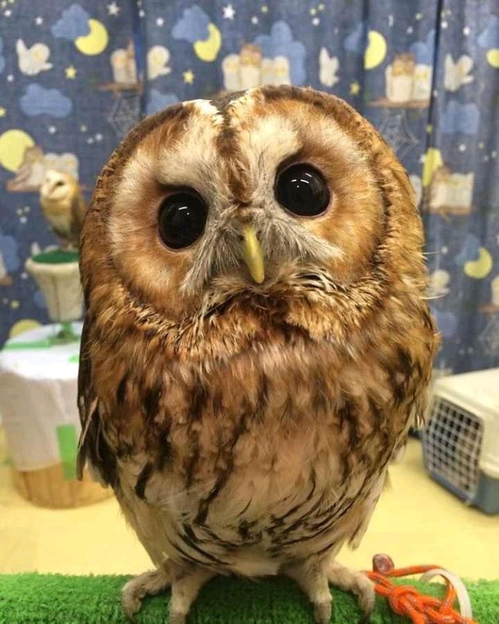 Owl 4