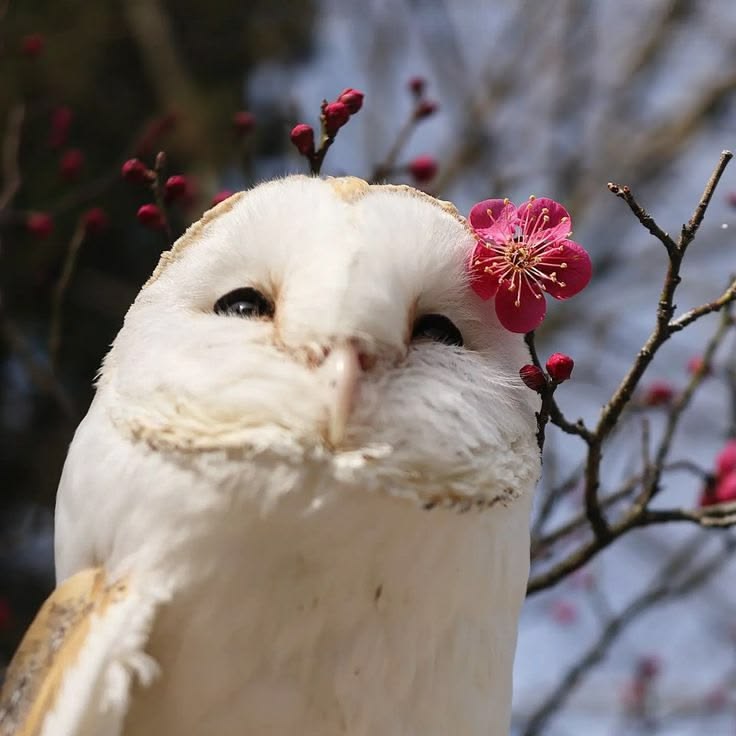 Owl Vibe 4