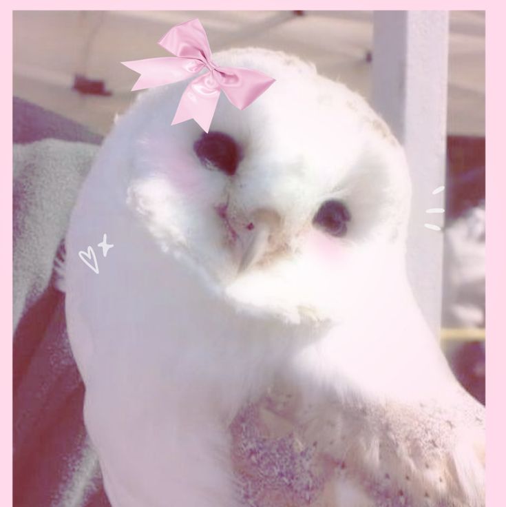 Owl Vibe 1